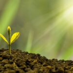 2020Nature Plants A young sprout breaks through the ground 148601 r