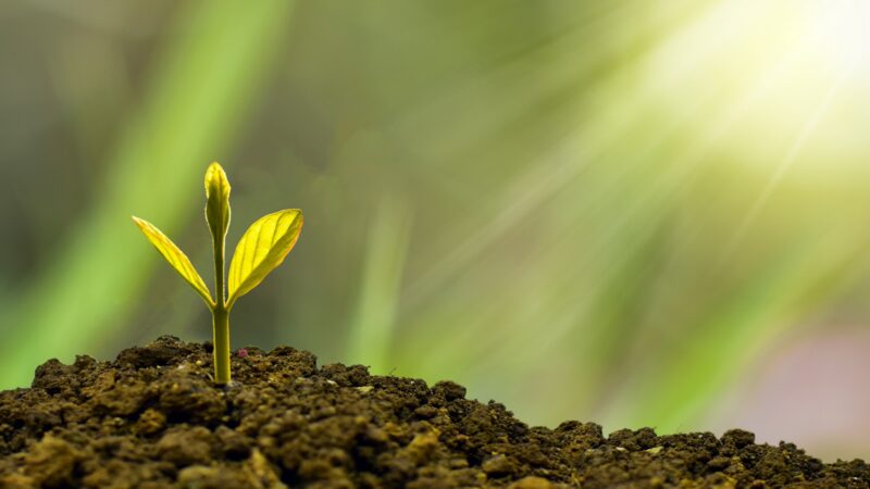 2020Nature Plants A young sprout breaks through the ground 148601 r